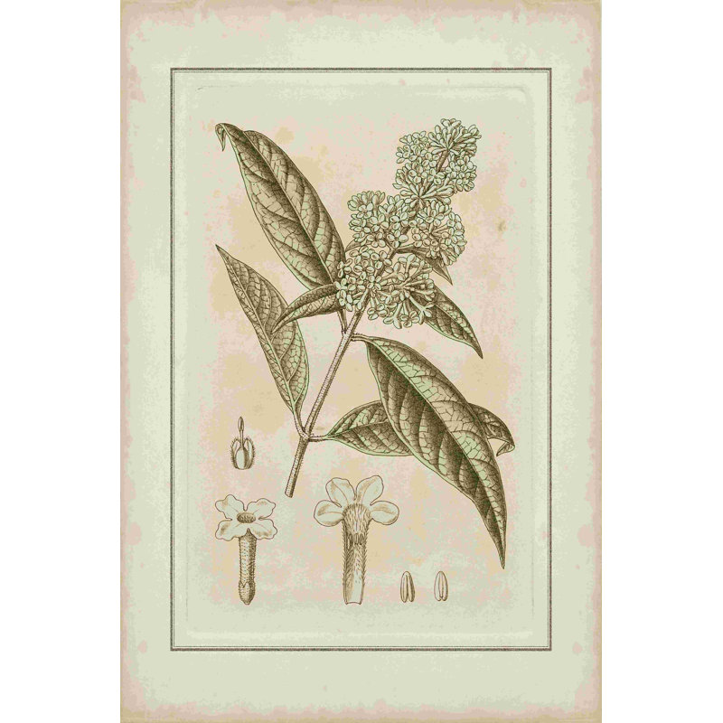 Botanique teinté II, H 18 po x l 12 po