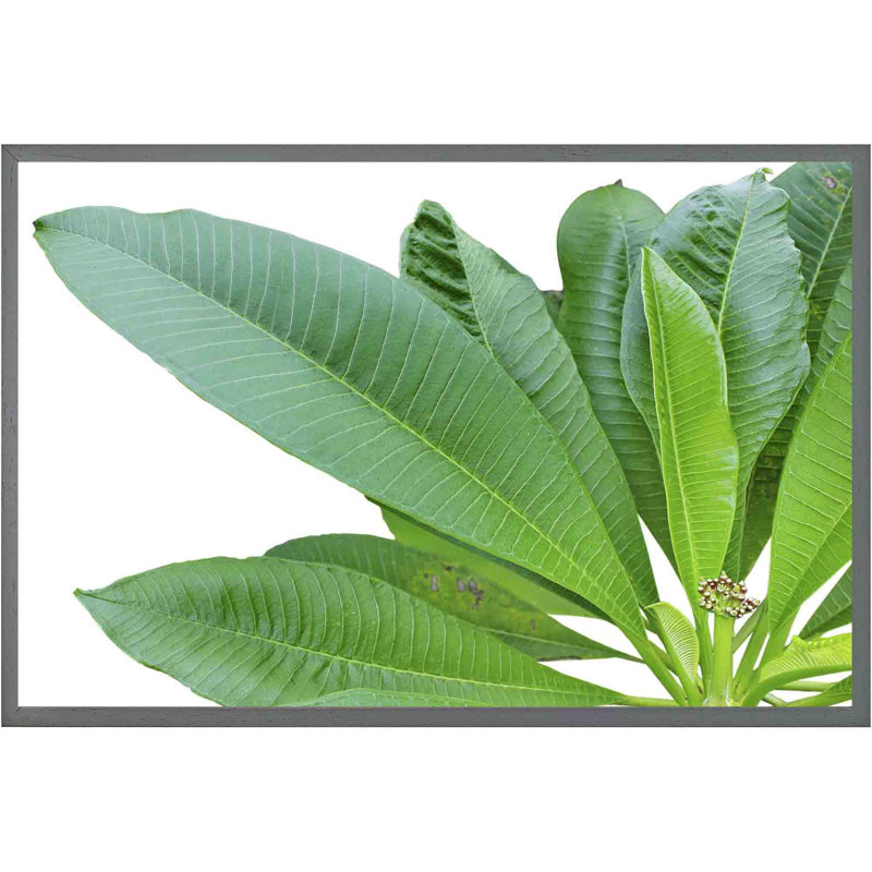 Aaradhy Green Leaves On White - Single Picture Frame Print, 41cm H x 61cm W x 4cm D, Grey