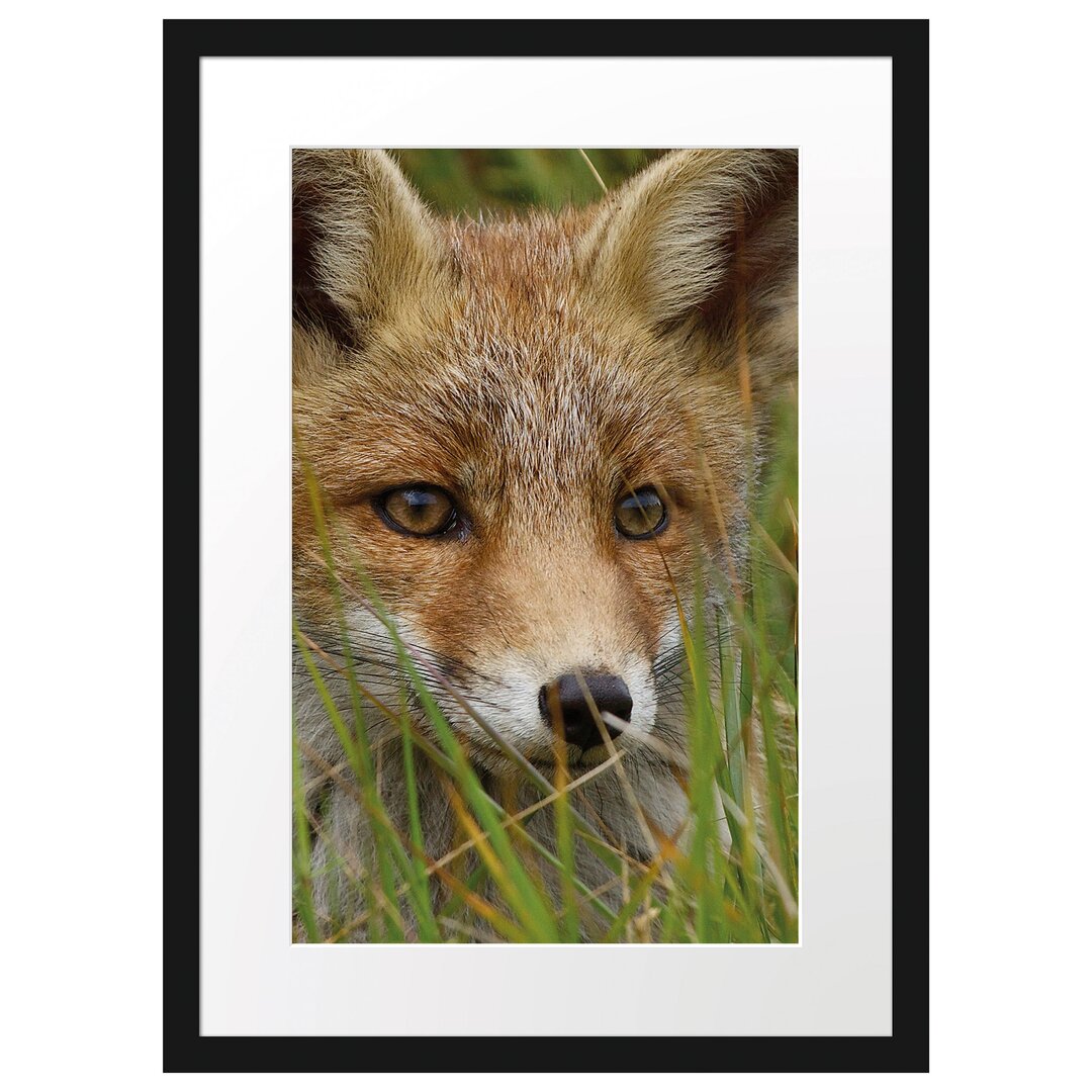 Gerahmtes Poster Junger Fuchs auf Wiese