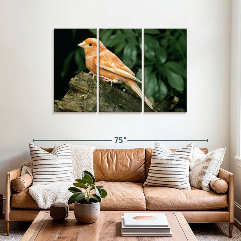 Canari rouge, H 36 po x l 57 po
