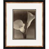 Sepia Flowers 12 Giclee Print by Soicher Marin Archives