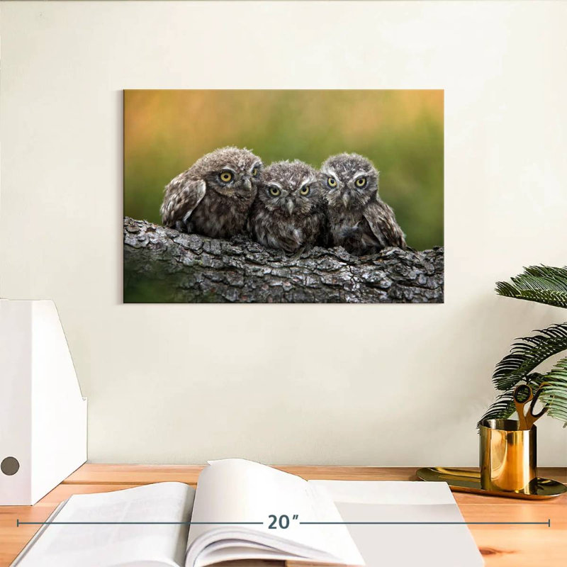 Brampt Snuggling Young Owls, 8" H x 12" W