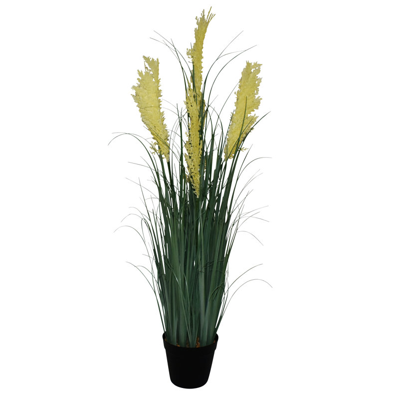 Herbe de la pampa en pot Connolly