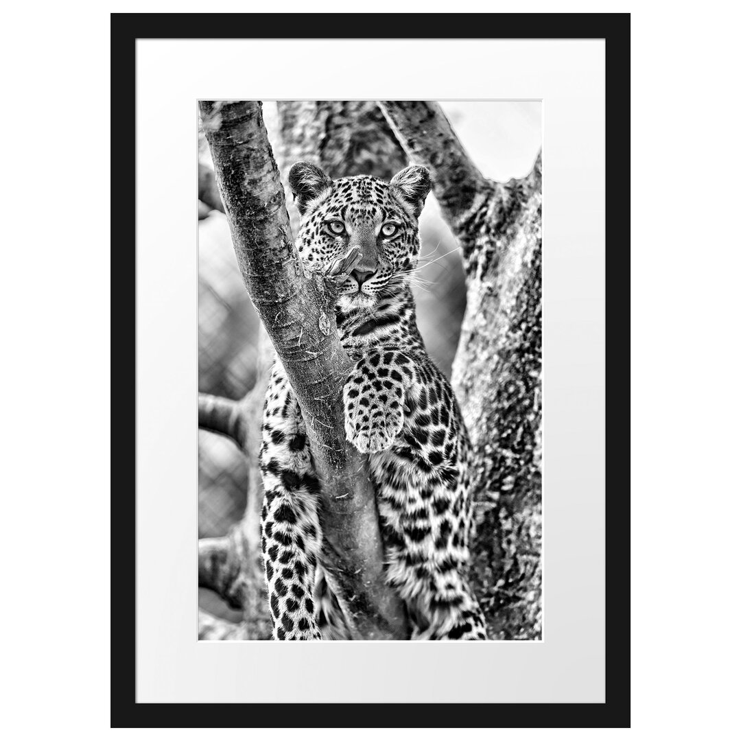 Gerahmtes Poster Majestätischer Leopard auf Baum