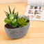Faux Succulent Plant in Pot