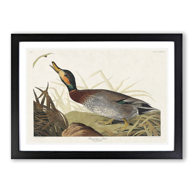 Bemaculated Duck by John Audubon - Single Picture Frame Painting, 24cm H x 33cm W x 2cm D, Black Framed