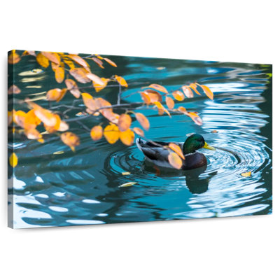 Brampt Mallard Duck On Pond
