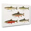 Selection Of Fishes From North America Fish by Sherman F. Denton - Wrapped Canvas Painting-55318744