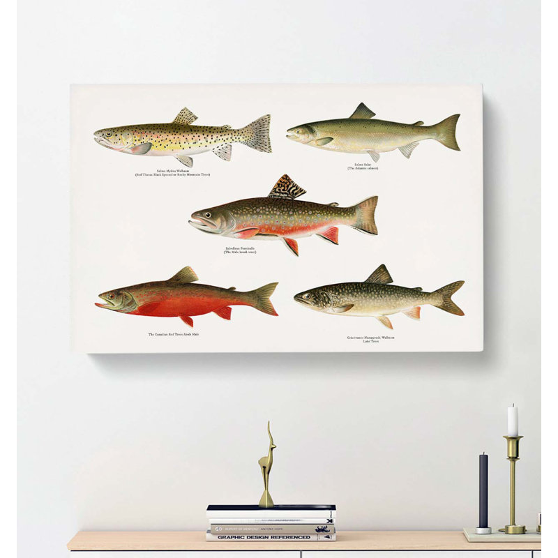 Selection Of Fishes From North America Fish by Sherman F. Denton - Wrapped Canvas Painting, 40cm H x 60cm W x 3cm D