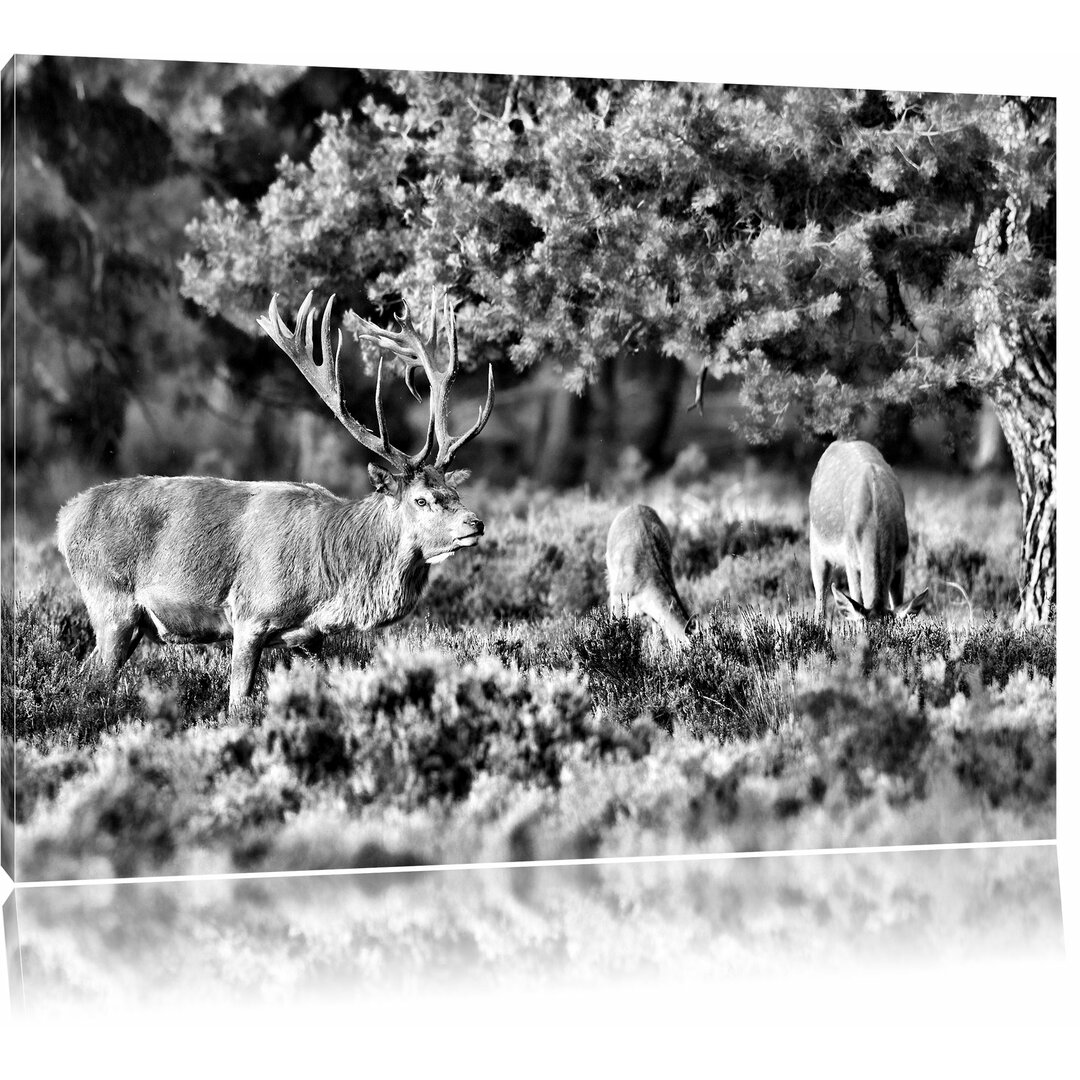 Leinwandbild Hirschfamilie auf Frühlingswiese in Monochrom