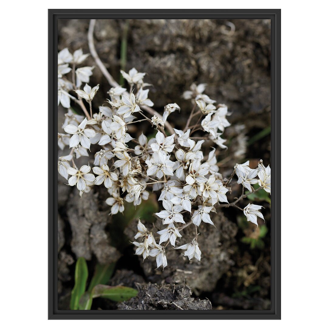 Gerahmtes Wandbild kleine weiße Sternblumen