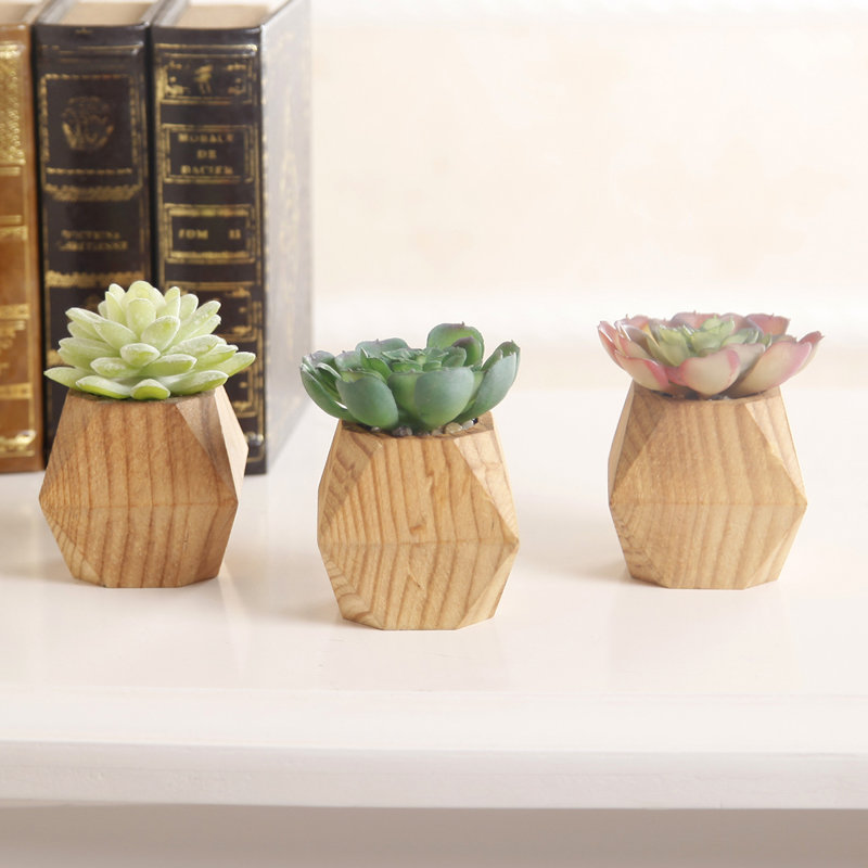 Ensemble de 3 succulent plante en pot