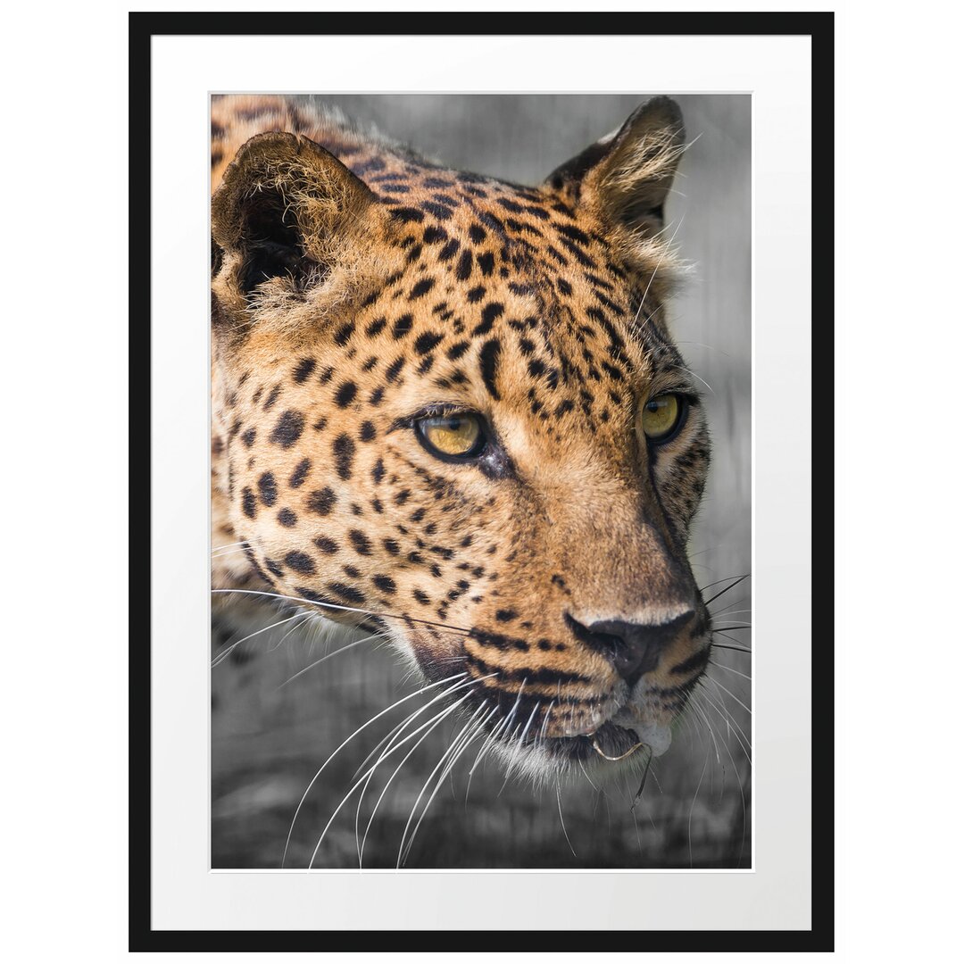 Leopard auf der Pirsch Gerahmter Fotodruck Poster