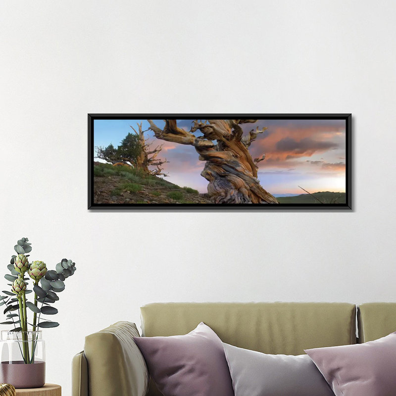 «Pin sylvestre, tronc torsadé d'un arbre antique, Sierra Nevada, Californie II», reproduction de photo sur toile