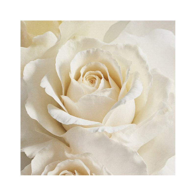 Intime rose crème, sans cadre, murale, 16 x 16 po