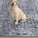 Kugler Oriental Machine Washable Blue/Denim Area Rug