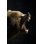 Ours brun. par Gormvester - Photographie sur toile tendue