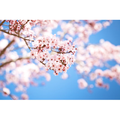 Okarche Cherry Blossoms During Spring - Wrapped Canvas Print
