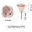 1" Length Rose Novelty Knob Multipack