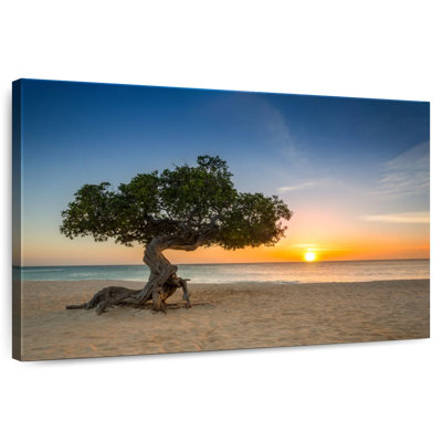 Arbre Gillard Aruba Divi Divi