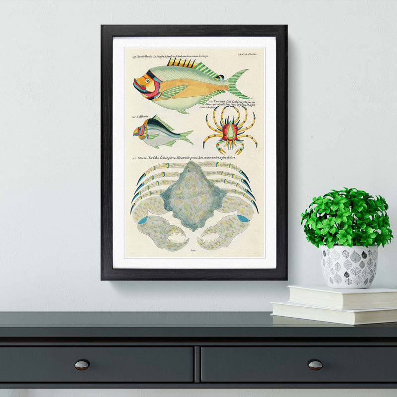 East Indies Fish & Crab Illustrations XLVIII by Louis Renard - Picture Frame Painting Print, 36cm H x 27cm W x 2cm D