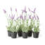 French Lavender Floral Arrangements in Pot
