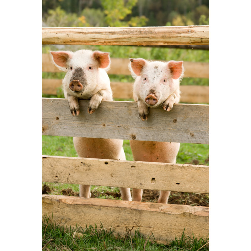 Two Pigs - Wrapped Canvas Print, 46cm H x 30cm W