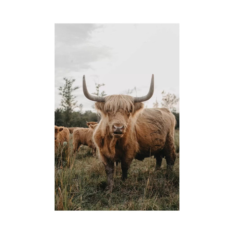 The Curious Highland Cow by Chelsea Victoria - Wrapped Canvas Gallery-Wrapped Canvas Giclée, 20.32 cm H x 30.48 cm W