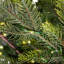 Pre-Lit Full Oregon Noble Fir Artificial Christmas Tree - Warm White LED Lights-595752396