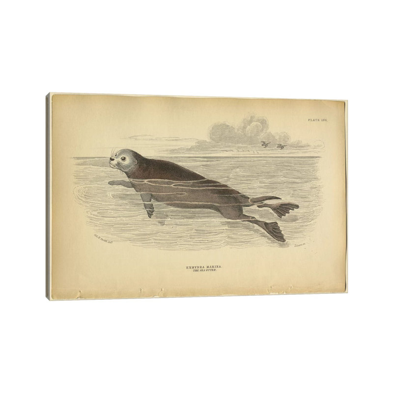 Sea Otter by PI Collection - Wrapped Canvas Panoramic Print, 30.48 cm H x 45.72 cm W