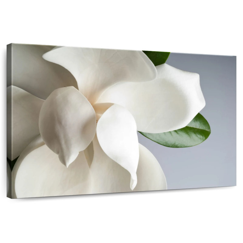 Magnolia blanc Harnek, H 8 po x l 12 po