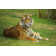 Serenetiger - Wrapped Canvas Print