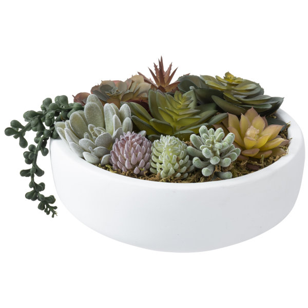 Primrue 4.3'' Faux Succulent in Ceramic Pot | Wayfair