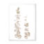 Branches d'eucalyptus beige sur fond blanc - reproduction d'art sur toile-59636077-59636084