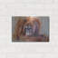 «The Daydreamer Orangutan» par Robert Campbell, art mural en métal-1528939129