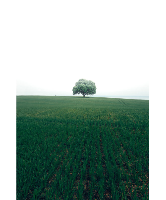 Wrapped Canvas Print, 50.8 cm H x 76.2 cm W