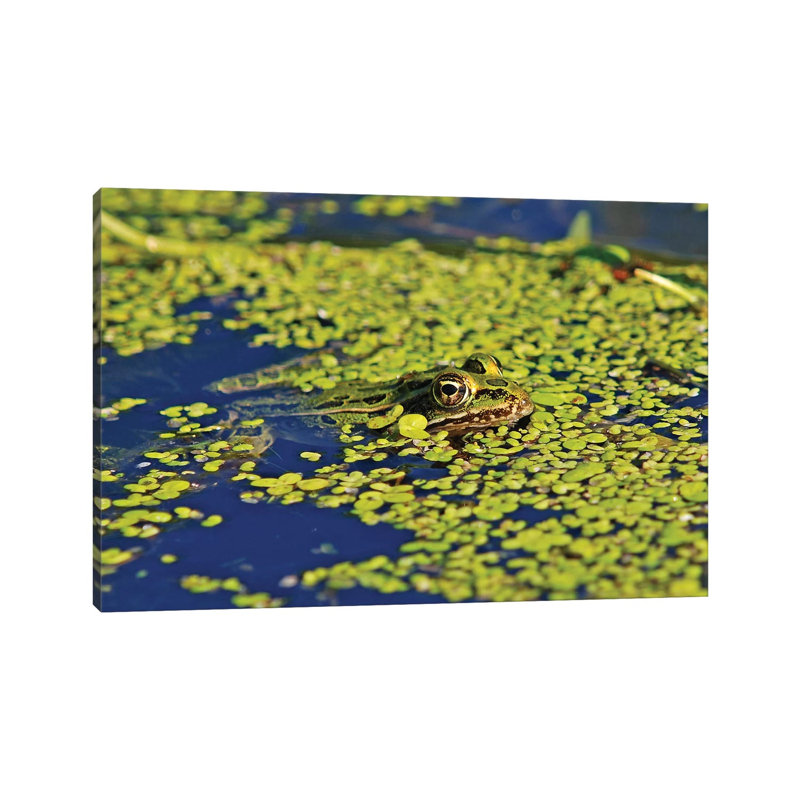 Camoflouged 1 Piece Wrapped Canvas Wall Art, 30.48cm H x 45.72cm W x 1.91cm D
