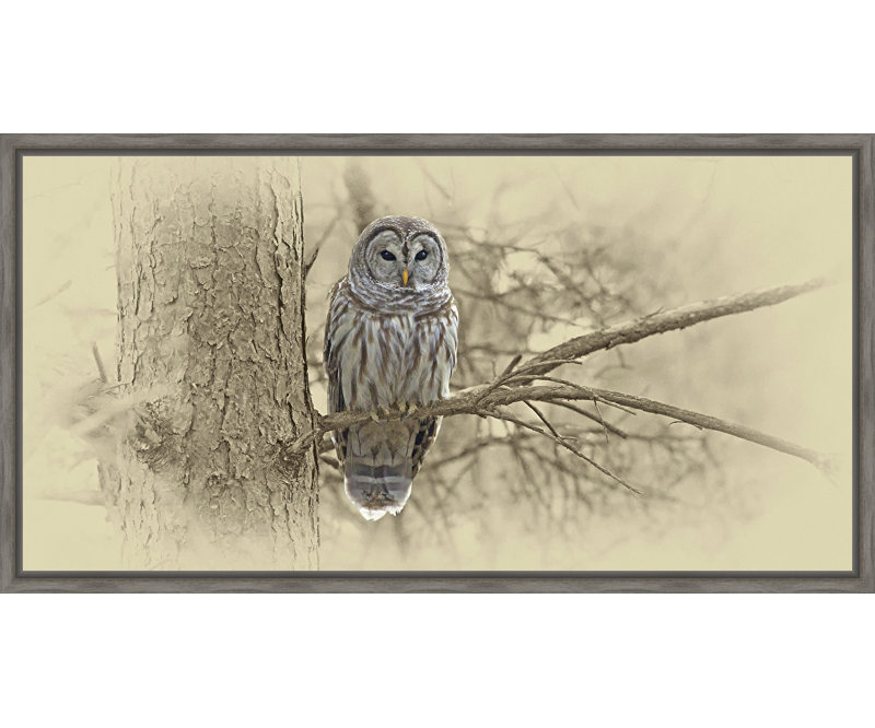 « barred hibou », reproduction de photo encadrée