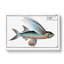 The Flying-Fish by M.E. Bloch - Wrapped Canvas-55359084