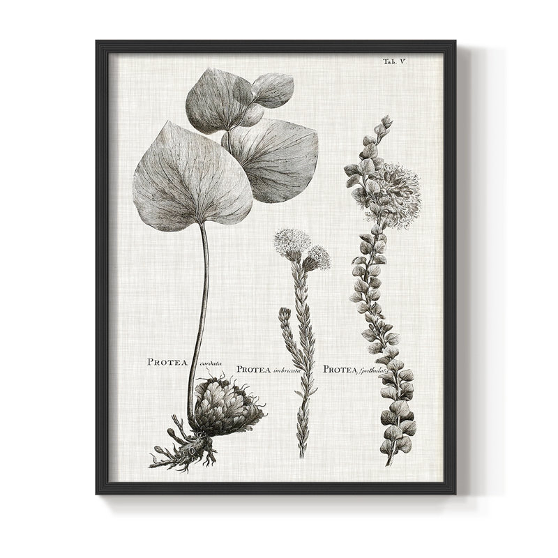 Protea II, reproduction encadrée - bois massif, Noir, H 28 po x l 22 po