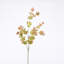 Buissons d'eucalyptus Hamlin-88400812