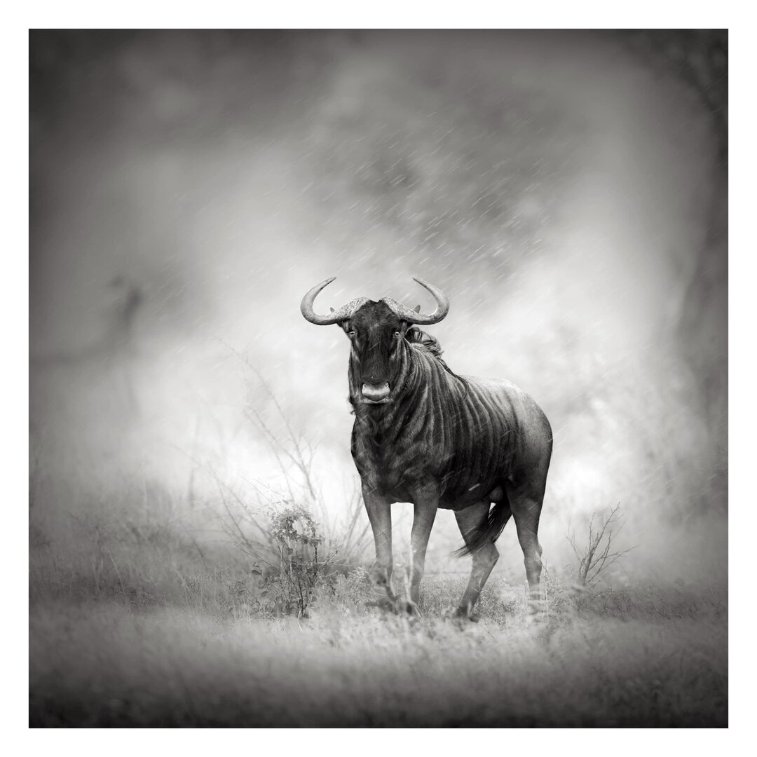 Strukturierte Fototapete Staring Wildebeest 1,92 m x 192 cm