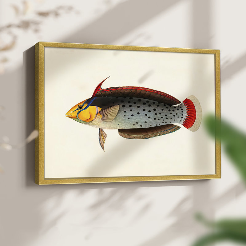Tropical Fish Collection IV -Framed Print - Restickable