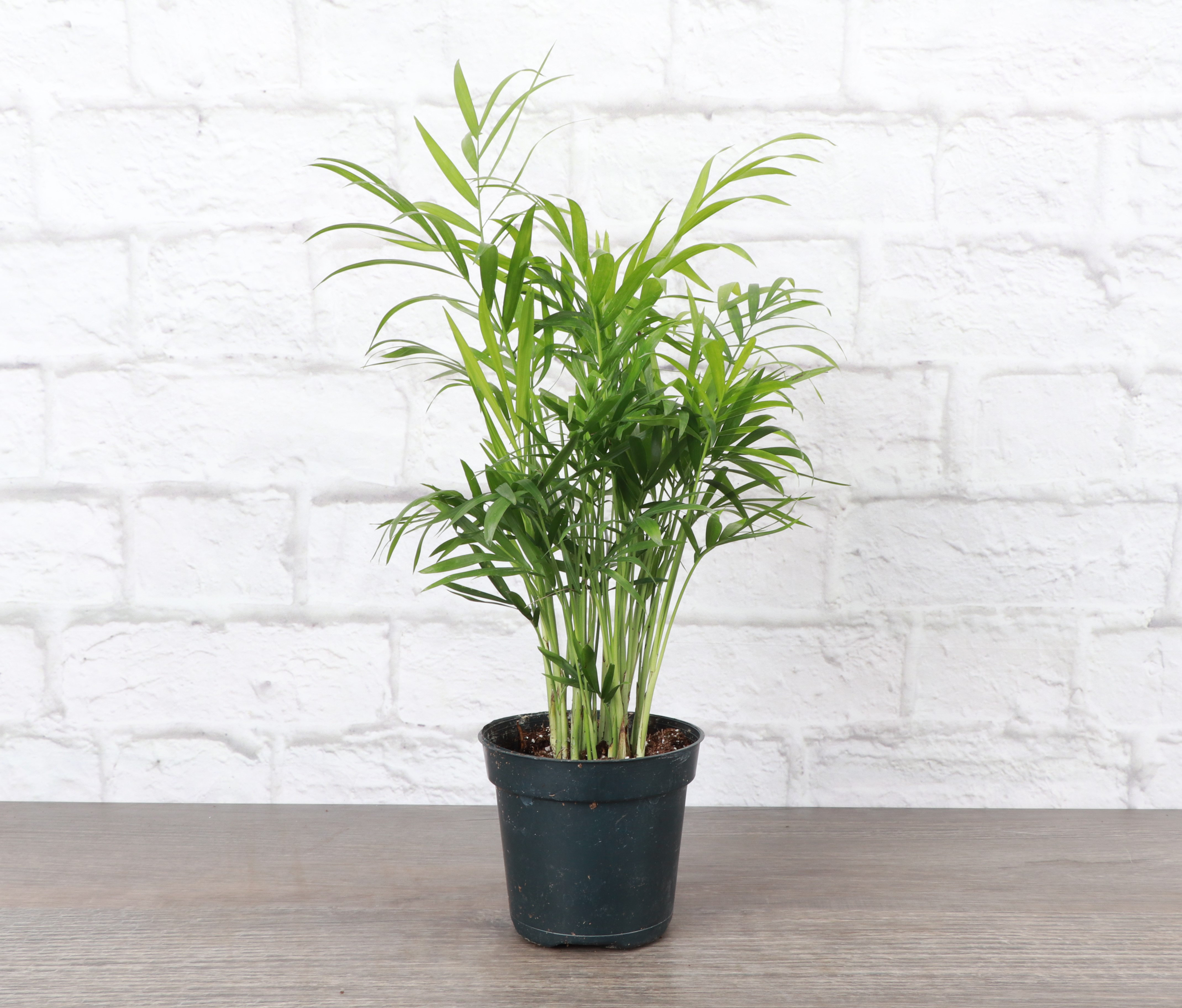 indoor plant with purple and green leaves The Sill Nanouk Tradescantia 4 in. Houseplants in Green
