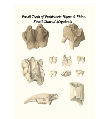 Fossil Teeth Of Prehistoric Hippo And Rhino, Fossil Claw Of Megalonix - Unframed Graphic Art