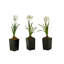 Paperwhite Bulb Flower in Planter