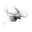 «Octopus Rubescens», reproduction d'art sur toile-21717312-71968723