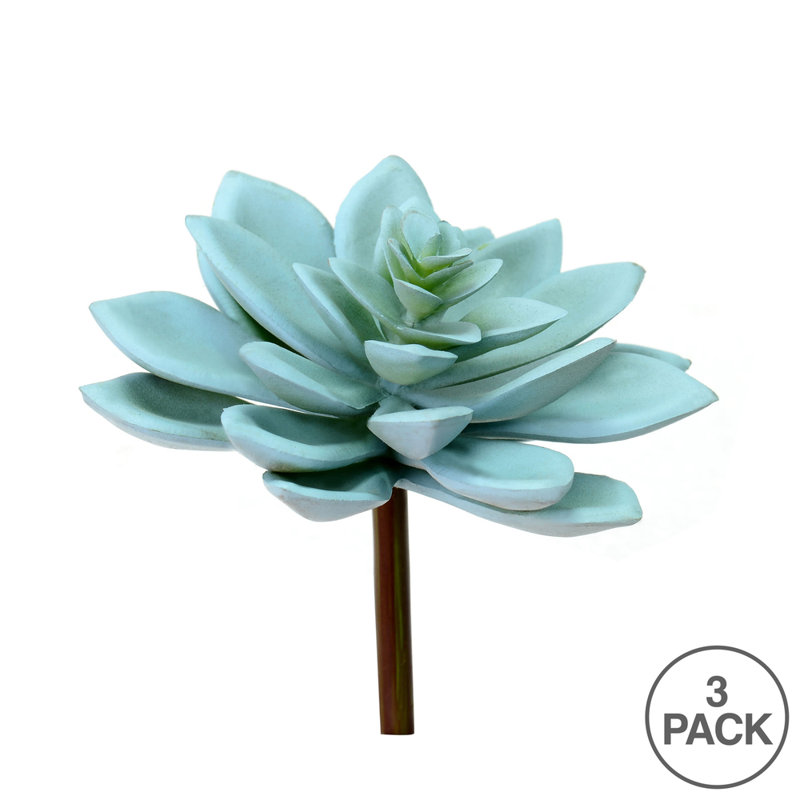 Graptoveria Titubans