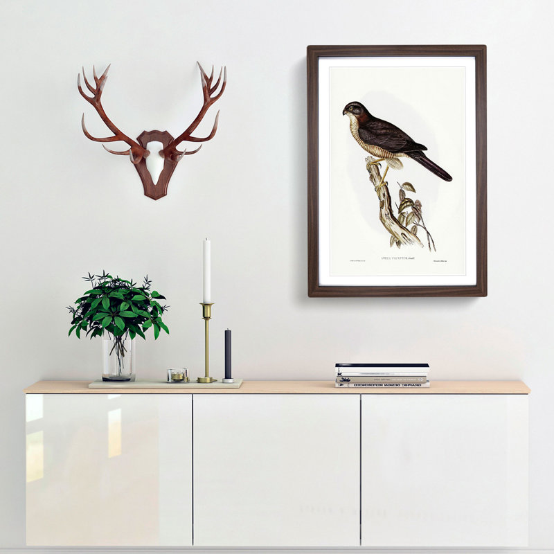 West Australian Goshawk by Elizabeth Gould - Framed Print, 36cm H x 27cm W x 2cm D, Walnut Framed