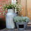 Galvanised Milk Churn H42cm